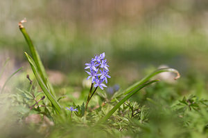 Scilla bifolia (Asparagaceae)  - Scille à deux feuilles, Étoile bleue - Alpine Squill Nord [France] 07/04/2013 - 60m