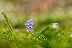 Scilla bifolia (Asparagaceae)  - Scille à deux feuilles, Étoile bleue - Alpine Squill Nord [France] 07/04/2013 - 60m