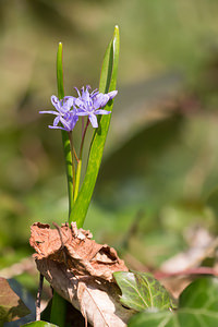 Scilla bifolia (Asparagaceae)  - Scille à deux feuilles, Étoile bleue - Alpine Squill Nord [France] 07/04/2013 - 60m