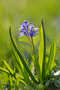 Scilla bifolia (Asparagaceae)  - Scille à deux feuilles, Étoile bleue - Alpine Squill Nord [France] 07/04/2013 - 60m