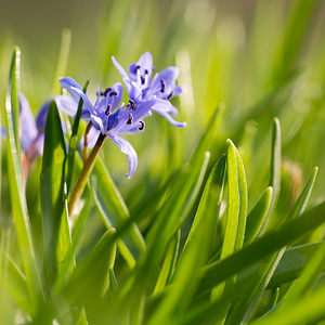 Scilla bifolia (Asparagaceae)  - Scille à deux feuilles, Étoile bleue - Alpine Squill Nord [France] 07/04/2013 - 60m