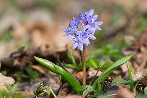 Scilla bifolia (Asparagaceae)  - Scille à deux feuilles, Étoile bleue - Alpine Squill Nord [France] 07/04/2013 - 60m