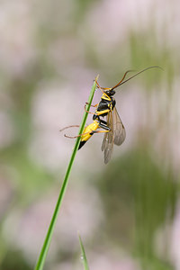 Amblyteles armatorius (Ichneumonidae)  Aude [France] 01/05/2013 - 50m