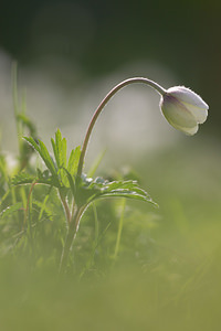 Anemone sylvestris (Ranunculaceae)  - Anémone sylvestre, Anémone sauvage - Snowdrop Anemone Marne [France] 11/05/2013 - 80m