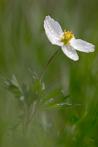 Anemone sylvestris (Ranunculaceae)  - Anémone sylvestre, Anémone sauvage - Snowdrop Anemone Aisne [France] 11/05/2013 - 150m