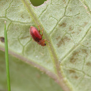 Coccidula rufa (Coccinellidae)  Nord [France] 26/05/2013 - 20m