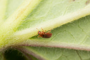 Coccidula rufa (Coccinellidae)  Nord [France] 26/05/2013 - 20m