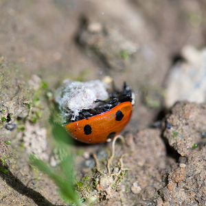 Coccinella septempunctata (Coccinellidae)  - Coccinelle à 7 points, Coccinelle, Bête à bon Dieu - Seven-spot Ladybird Nord [France] 26/05/2013 - 20mParasit?e probablement par une larve de Dinocampus coccinellae (braconidae).