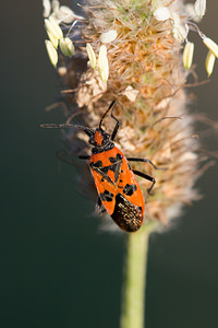 Corizus hyoscyami (Rhopalidae)  - Corise de la jusquiame - Scentless bug Aude [France] 01/05/2013 - 20m