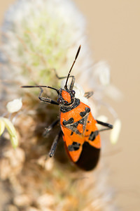 Corizus hyoscyami (Rhopalidae)  - Corise de la jusquiame - Scentless bug Aude [France] 01/05/2013 - 20m