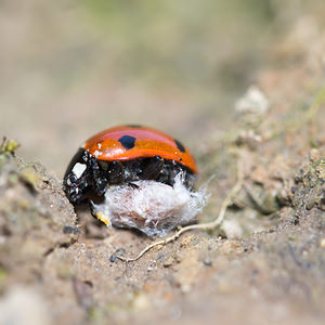 Dinocampus coccinellae (Braconidae)  Nord [France] 26/05/2013 - 20mLarve parasito?de  sur coccinelle ? 7 points.