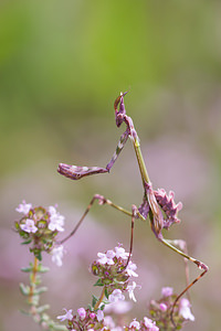 Empusa pennata (Empusidae)  - Empuse commune, Diablotin Aude [France] 01/05/2013 - 50m