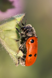 Lachnaia tristigma (Chrysomelidae)  Aude [France] 01/05/2013 - 20m