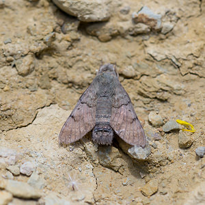 Macroglossum stellatarum (Sphingidae)  - Moro-Sphinx, Sphinx du Caille-Lait - Humming-bird Hawk-moth Aude [France] 01/05/2013 - 20m