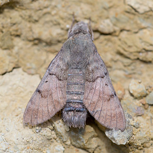 Macroglossum stellatarum (Sphingidae)  - Moro-Sphinx, Sphinx du Caille-Lait - Humming-bird Hawk-moth Aude [France] 01/05/2013 - 20m