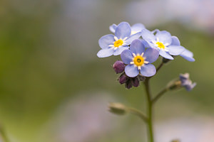 Myosotis sylvatica (Boraginaceae)  - Myosotis des forêts - Wood Forget-me-not Nord [France] 19/05/2013 - 40m