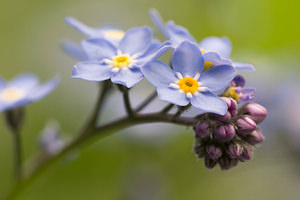 Myosotis sylvatica (Boraginaceae)  - Myosotis des forêts - Wood Forget-me-not Nord [France] 19/05/2013 - 40m