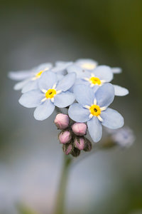 Myosotis sylvatica (Boraginaceae)  - Myosotis des forêts - Wood Forget-me-not Nord [France] 19/05/2013 - 40m