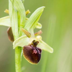 Ophrys aranifera (Orchidaceae)  - Ophrys araignée, Oiseau-coquet - Early Spider-orchid Seine-et-Marne [France] 10/05/2013 - 140m