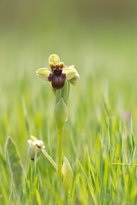 Ophrys bombyliflora Ophrys bombyx