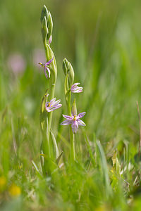 Ophrys scolopax (Orchidaceae)  - Ophrys bécasse Aude [France] 01/05/2013 - 50m