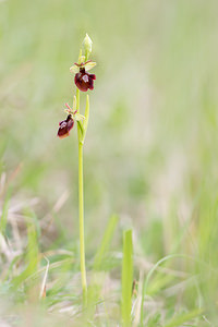 Ophrys x hybrida (Orchidaceae)  - Ophrys hybrideOphrys insectifera x Ophrys sphegodes. Seine-et-Marne [France] 10/05/2013 - 130m