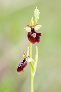 Ophrys x hybrida (Orchidaceae)  - Ophrys hybrideOphrys insectifera x Ophrys sphegodes. Seine-et-Marne [France] 10/05/2013 - 130m