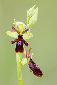 Ophrys x hybrida (Orchidaceae)  - Ophrys hybrideOphrys insectifera x Ophrys sphegodes. Seine-et-Marne [France] 10/05/2013 - 130m