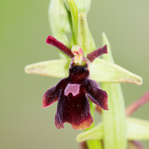 Ophrys x hybrida (Orchidaceae)  - Ophrys hybrideOphrys insectifera x Ophrys sphegodes. Seine-et-Marne [France] 10/05/2013 - 130m