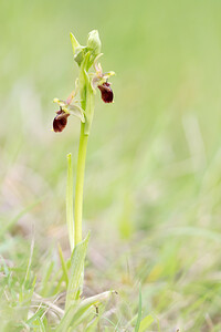 Ophrys x obscura (Orchidaceae)  - Ophrys obscurOphrys fuciflora x Ophrys sphegodes. Seine-et-Marne [France] 10/05/2013 - 130m