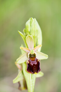 Ophrys x obscura (Orchidaceae)  - Ophrys obscurOphrys fuciflora x Ophrys sphegodes. Seine-et-Marne [France] 10/05/2013 - 130m