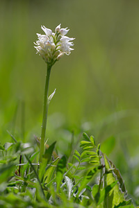 Orchis simia (Orchidaceae)  - Orchis singe - Monkey Orchid Aisne [France] 11/05/2013 - 150m