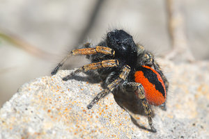 Philaeus chrysops (Salticidae)  - Saltique sanguinolent Aude [France] 01/05/2013 - 30m