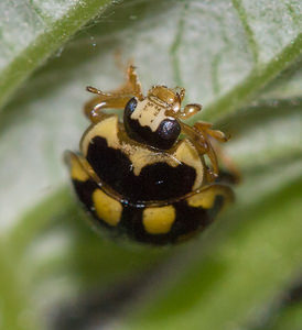Propylea quatuordecimpunctata (Coccinellidae)  - Coccinelle à damier, Coccinelle à 14 points, Coccinelle à sourire Nord [France] 07/05/2013 - 40m