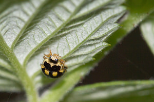 Propylea quatuordecimpunctata (Coccinellidae)  - Coccinelle à damier, Coccinelle à 14 points, Coccinelle à sourire Nord [France] 07/05/2013 - 40m