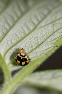 Propylea quatuordecimpunctata (Coccinellidae)  - Coccinelle à damier, Coccinelle à 14 points, Coccinelle à sourire Nord [France] 07/05/2013 - 40m