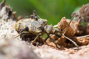 Rhagium mordax (Cerambycidae)  - Rhagie suspicieuse, Rhagie mordante Aisne [France] 11/05/2013 - 70m