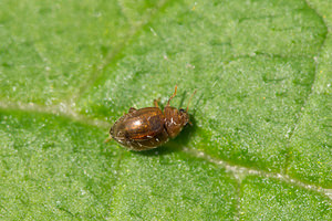 Rhyzobius litura (Coccinellidae)  Nord [France] 26/05/2013 - 20m