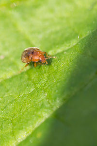 Rhyzobius litura (Coccinellidae)  Nord [France] 26/05/2013 - 20m