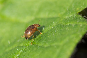 Rhyzobius litura (Coccinellidae)  Nord [France] 26/05/2013 - 20m