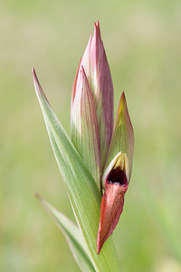 Serapias vomeracea (Orchidaceae)  - Sérapias en soc, Sérapias à labelle long, Sérapias à labelle allongé Aude [France] 01/05/2013 - 50m