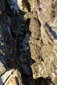 Tarentola mauritanica Tarente de Maurétanie Moorish Gecko