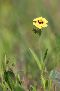 Tuberaria guttata (Cistaceae)  - Tubéraire tachetée, Hélianthème taché, Grille-midi, Hélianthème tacheté - Spotted Rock-rose Aude [France] 01/05/2013 - 50m