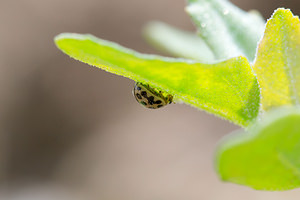 Tytthaspis sedecimpunctata (Coccinellidae)  - Coccinelle à 16 points - 16-spot Ladybird Nord [France] 26/05/2013 - 20m