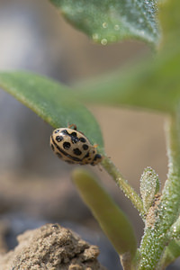 Tytthaspis sedecimpunctata (Coccinellidae)  - Coccinelle à 16 points - 16-spot Ladybird Nord [France] 26/05/2013 - 20m