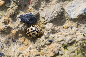 Tytthaspis sedecimpunctata (Coccinellidae)  - Coccinelle à 16 points - 16-spot Ladybird Nord [France] 26/05/2013 - 20m