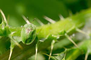 Cassida rubiginosa (Chrysomelidae)  - Thistle Tortoise Beetle Nord [France] 02/06/2013 - 40mSur sa plante h?te.