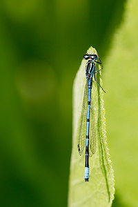 Coenagrion puella (Coenagrionidae)  - Agrion jouvencelle - Azure Damselfly Nord [France] 02/06/2013 - 40m