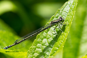 Coenagrion puella (Coenagrionidae)  - Agrion jouvencelle - Azure Damselfly Nord [France] 02/06/2013 - 40m