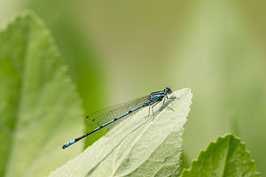Coenagrion puella (Coenagrionidae)  - Agrion jouvencelle - Azure Damselfly Nord [France] 02/06/2013 - 40m